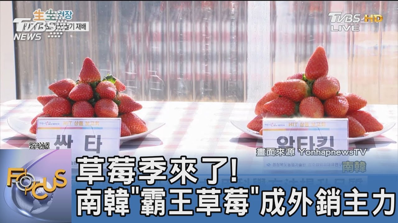 草莓季來了！　南韓「霸王草莓」成外銷主力
