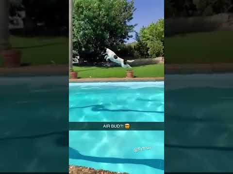 The dog took flight 😳