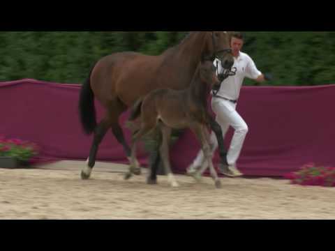 SF v. Diamant de Semilly - Lancino de L