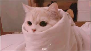 Download lagu [Vietsub   Lyric] Bukanpho - DJ DESA (remix) |Kay Music mp3