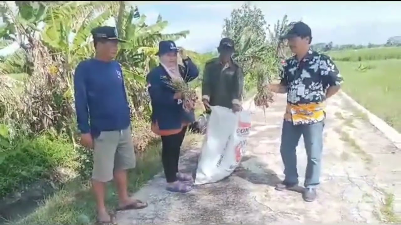 Ubinan bawang merah BPP Trucuk dan Poktan Tani Rejeki