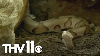 Snakes reemerge every spring | What you need to know