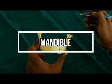 Osteology of  Mandible