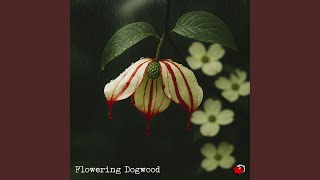 Flowering Dogwood