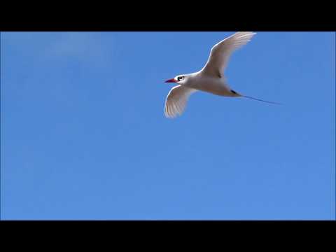 Red-tailed Tropicbirds