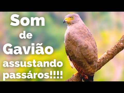 Gavião Cantando, Canto do GAVIÃO CARIJÓ