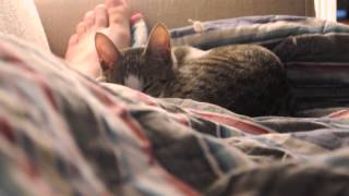 The Weakerthans - A Plea From a Cat Named Virtue