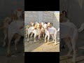 Bakra Funn Viral Dance Funny Funndance Dance Comedyvideos Bakri Viralvideo