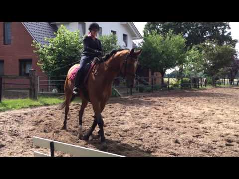 Avenza 5 jährige Stute v. Zack