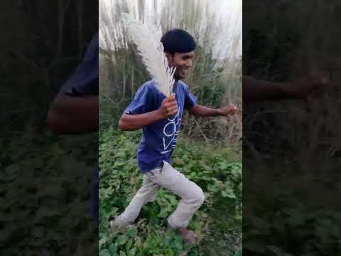 Ensiya vlog