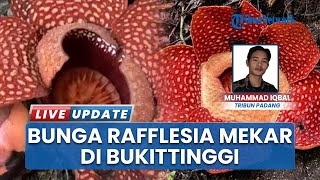 Bunga Rafflesia Arnoldi Mekar di Bukittinggi, Warga Tandai Lokasi untuk Perlindungan