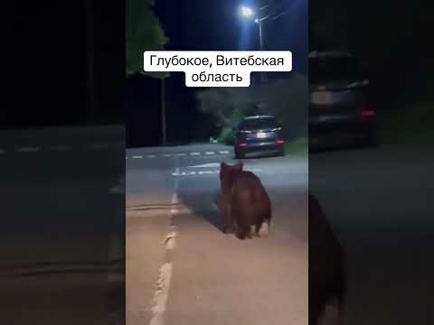 Косолапый спринтер: в Беларуси медведь промчался мимо жилых домов