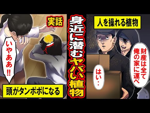 エンジェルトランペット 植物