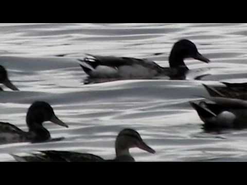 20100616.MaleFemaleMallards.mov