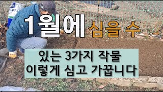 1월에 심을 수 있는  3가지 작물 이렇게 심고 가꿉니다. #주말농장 #텃밭 가꾸기 #1월에 심을 수 있는 …