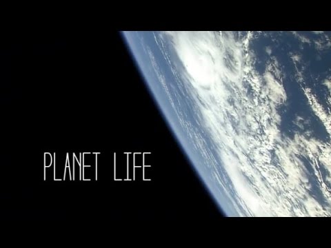 Random Rab | Planet Life