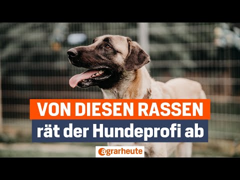 3 Hunderassen, die sich ein Hundeprofi niemals anschaffen würde