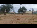 Vengai Puli