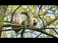 TAWNY OWL Owlet & FEATHER -  Strix aluco