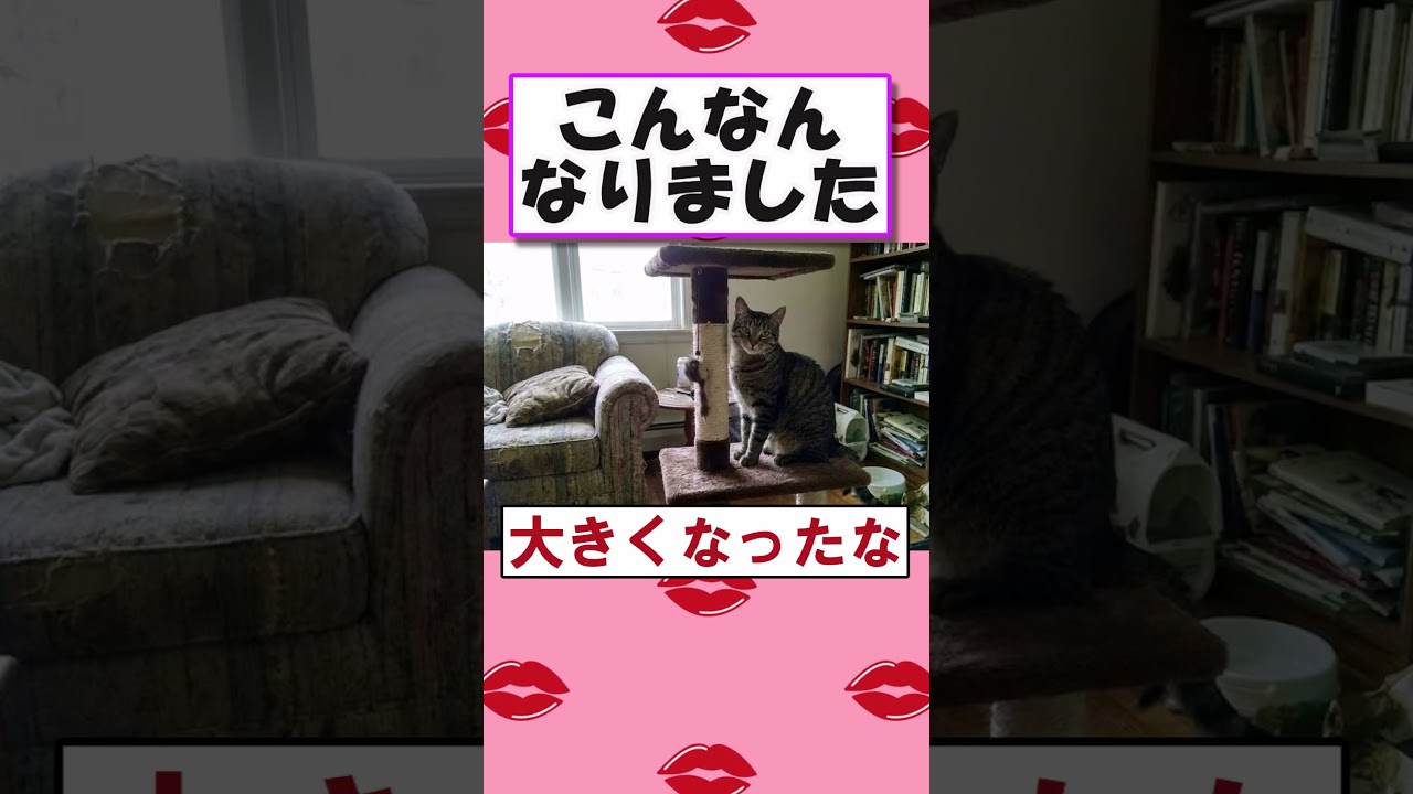 雨の日に猫拾ったで！#猫 #2ch面白いスレ