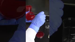 Download lagu Streaking an Agar Plate -  Four Quadrant Streak Method Explained  #microbiology #laboratory mp3
