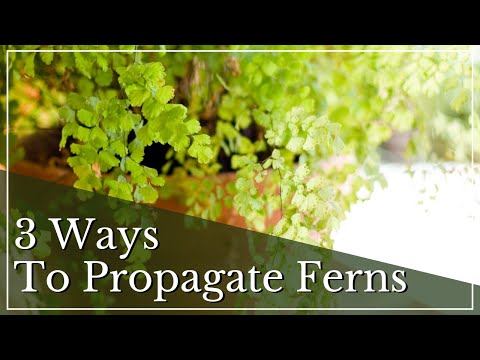 Fern Propagation | How to Propagate an Indoor Fern | Rabbit Foot Fern Propagation |Propagating Ferns