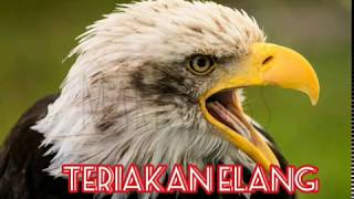 Download lagu SUARA BURUNG ELANG untuk masteran mp3 Download lagu SUARA BURUNG ELANG untuk masteran mp3