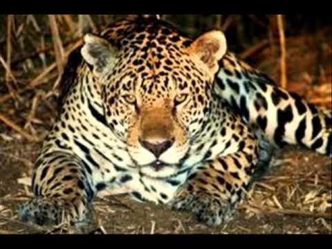 Vagalumes video