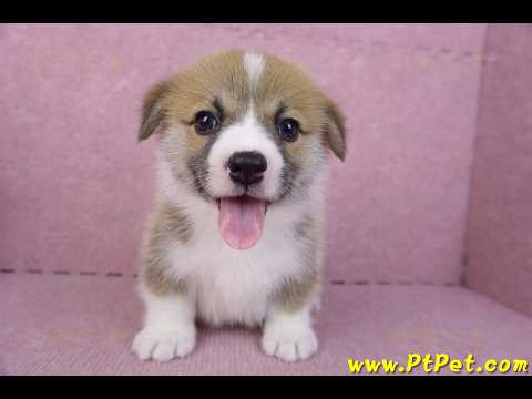 10/10雙色柯基犬公幼犬