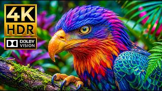 Wildlife Wonders in 4K HDR | Majestic Animals & Breathtaking Nature | 