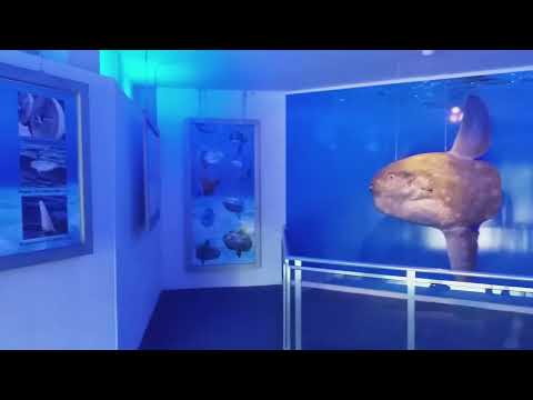 Museu Oceanográfico Prof Eliézer de Carvalho Rios 720p