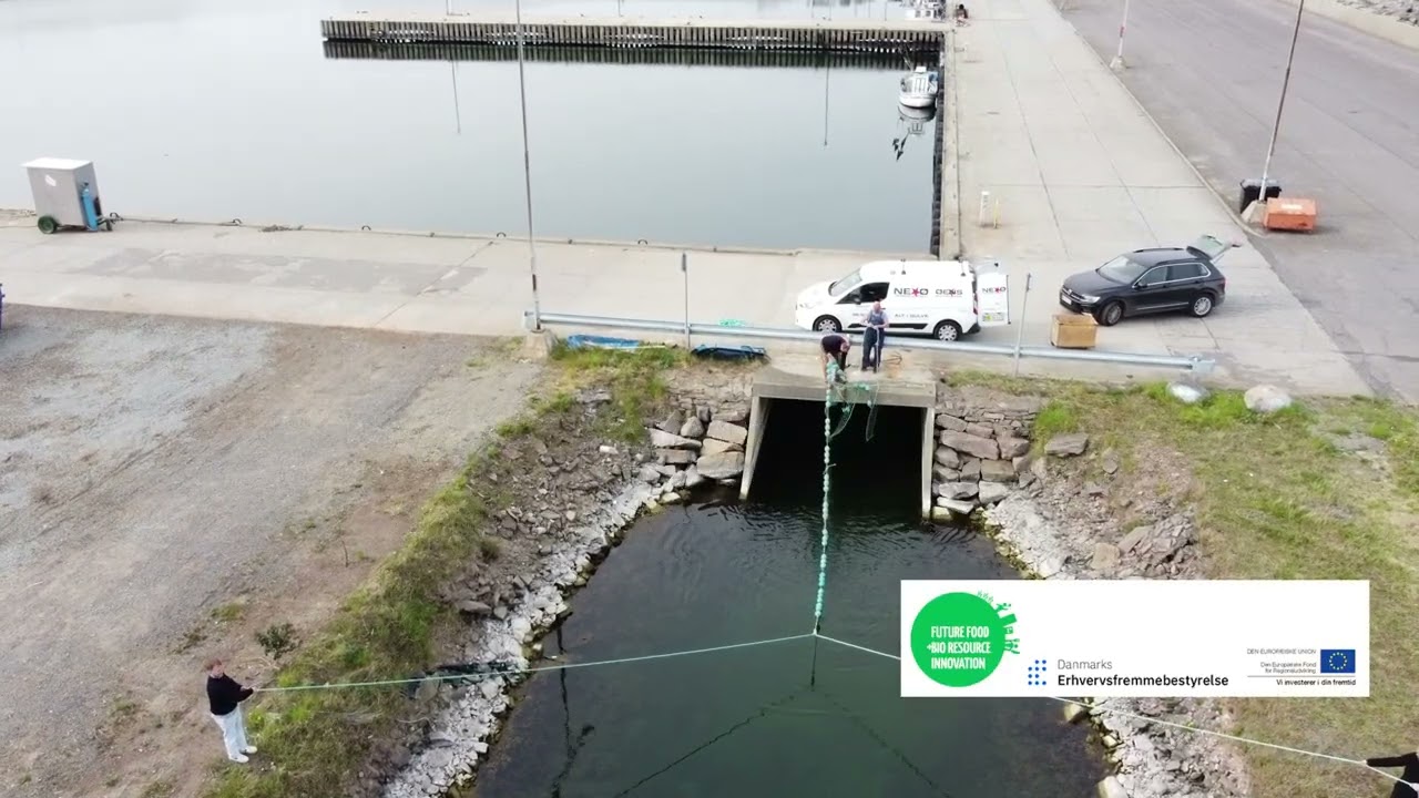 Dyrkning af blåmuslinger på kasserede trawl