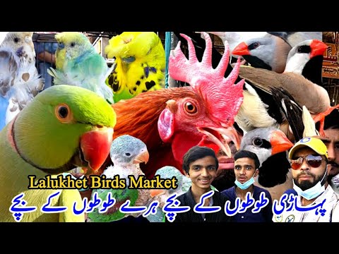 Lalukhet Birds Market Sunday Video Latest Update Hindi/Urdu