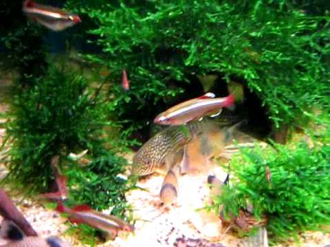 corydoras tank