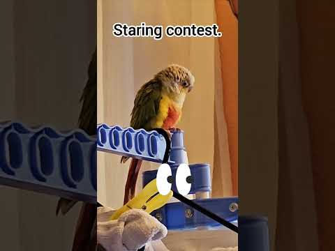 Cat Marley 🐈 and Parrot 🦜 Roberto. DAY 3 #Pets #Animals #Companions #Birds #Cats #seniorcat #parrot