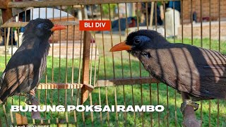 Download lagu Burung Poksai Hitam - Poksai Rambo - Bli Div mp3