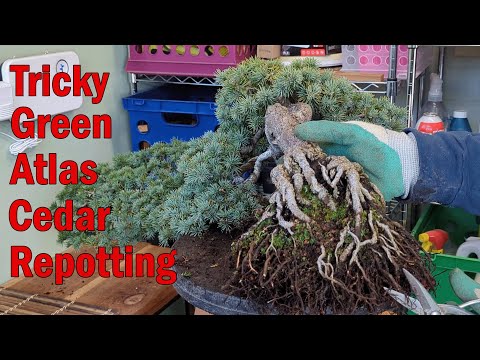 Cascading Green Atlas Cedar Bonsai, Challenging Repotting, Had to Improvise