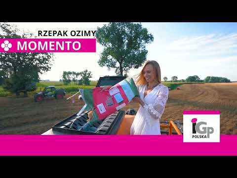 Rekordowe MOMENTO rzepak ozimy z IGP Polska!