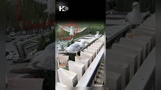 Download lagu Dua burung camar menertawakan teman mereka yang gagal mendarat dan jatuh. mp3 Download lagu Dua burung camar menertawakan teman mereka yang gagal mendarat dan jatuh. mp3