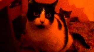 Independentxi&#39;s reaction to Humboldt windchimes