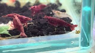 [問題] 蝦缸裡快速移動的白點