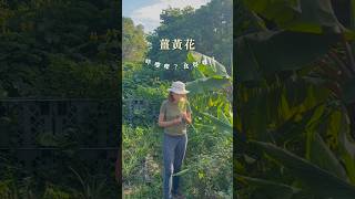 咩嚟㗎?食得㗎?EP1 薑黃花都食得?薑黃花也能吃?Turmeric Flower #料理