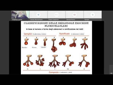 04 Istologia Ghiandole esocrine seconda parte canale A