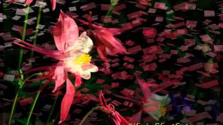 Andre Rieu - Greensleeves