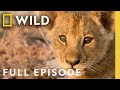 Birth of a Pride: Lion Conservation (Full Episode) | SPECIAL | Nat Geo Animals DEFAULT Thumbnail