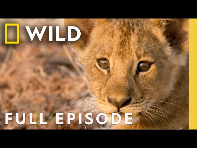 Birth of a Pride: Lion Conservation (Full Episode) | SPECIAL | Nat Geo Animals SDDEFAULT Thumbnail