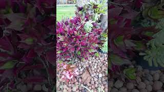 quase não percebi ali no meio #shorts