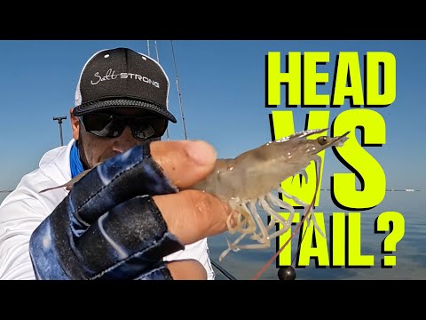 The Ultimate Guide To Rigging Live Shrimp (Catch More Inshore Fish!)