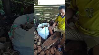 Download lagu Cara cepat melapas daging kelapa//kopra. #petanimuda #petani #kelapa #kopra #coconut #shorts #fyp mp3