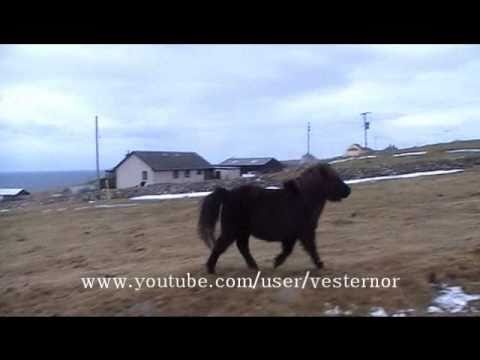 The Bonnie Hills O Shetland - Original Fiddle Music